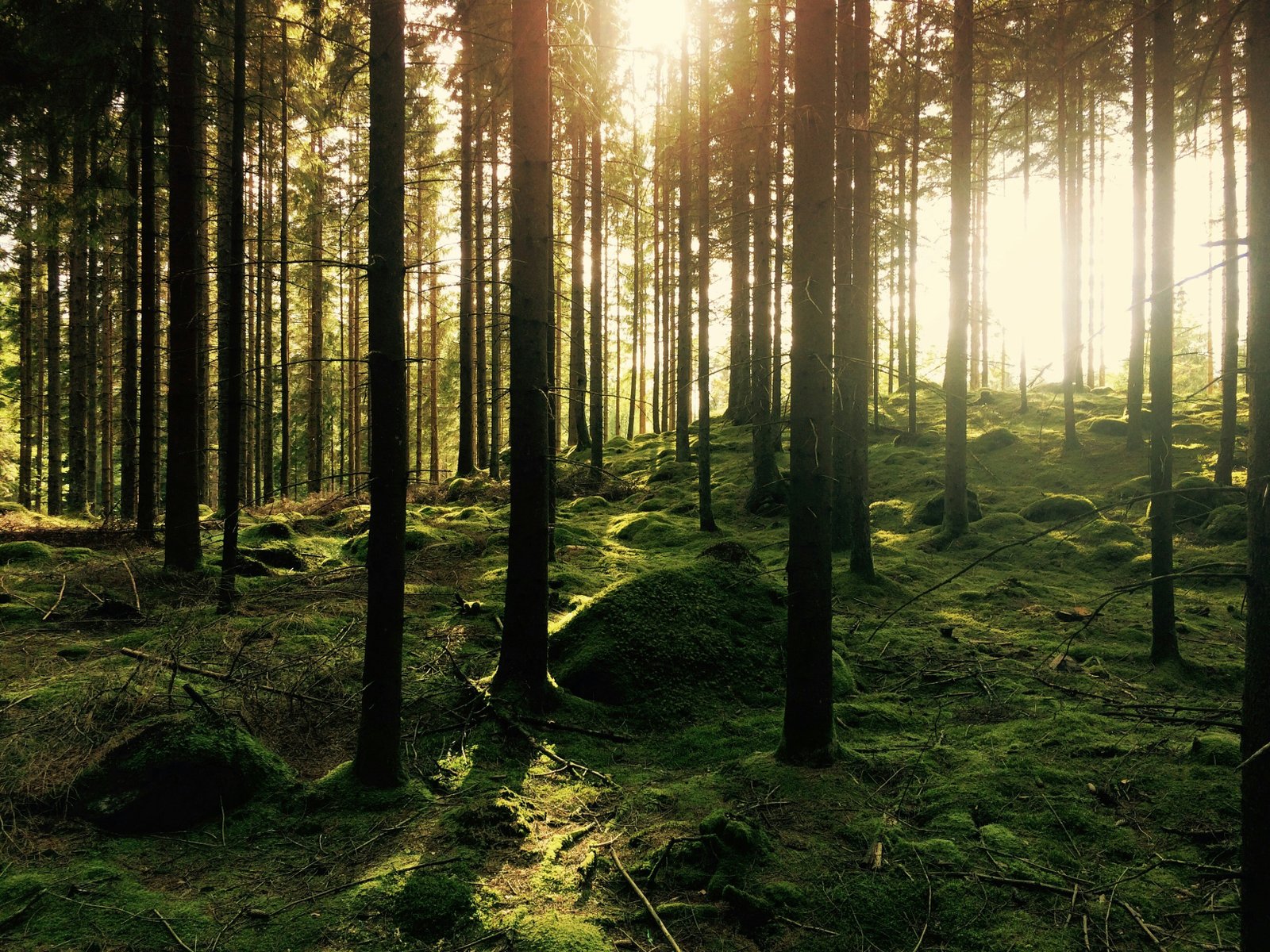 Connecting with nature and ancient trees